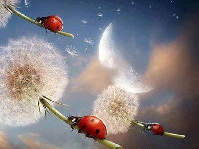 coccinelles-Copy