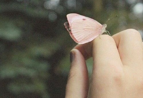 mariposa-sobre-una-mano