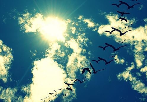 pajaros-en-el-cielo