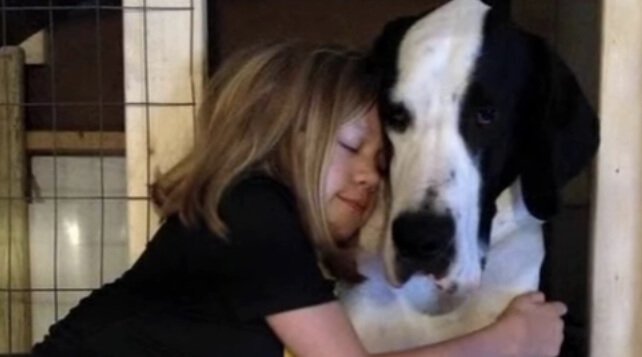 perro-gran-danés-george-niña-bella-3