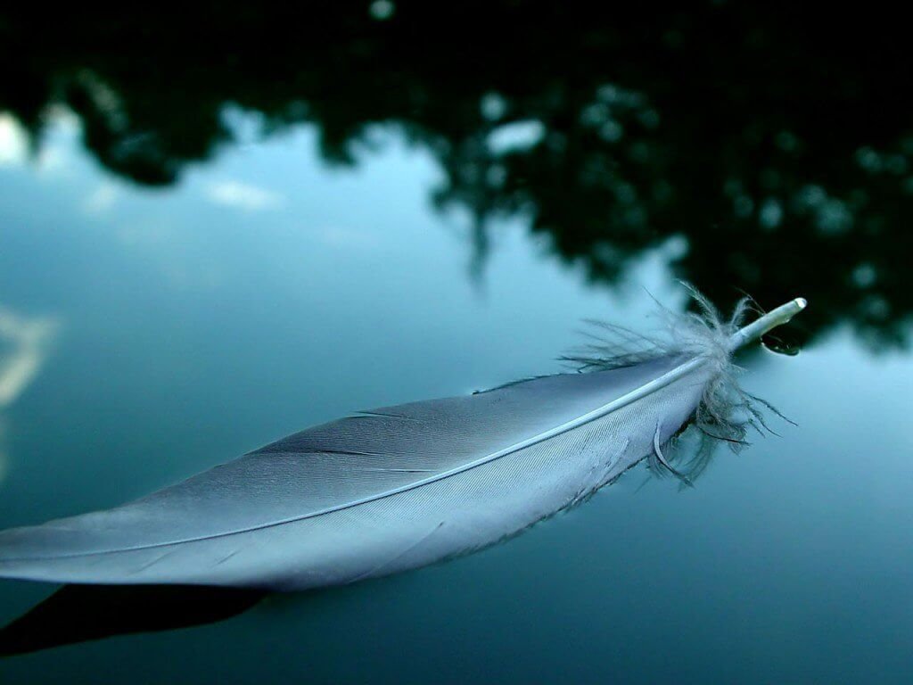 plume sur l'eau