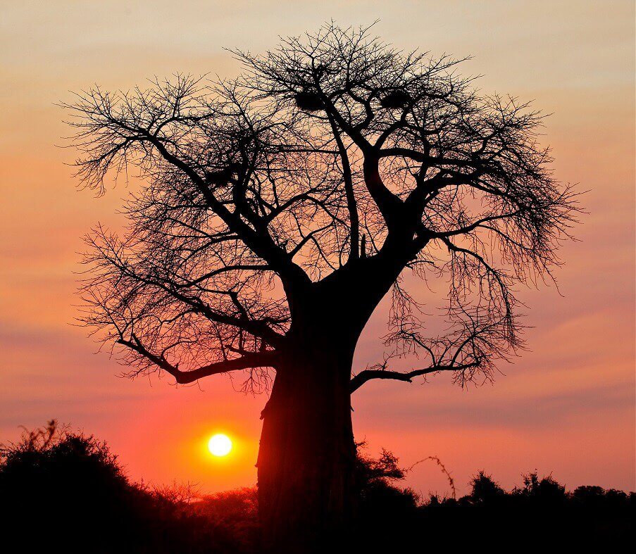 Baobab