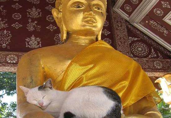Chat-statue-bouddha