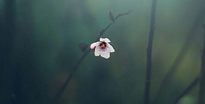 Fleur-d'amandier-1459802895990