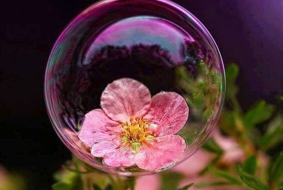 Fleur-dans-une-bulle