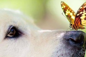 Pourquoi suivons-nous davantage nos émotions que notre raison ?