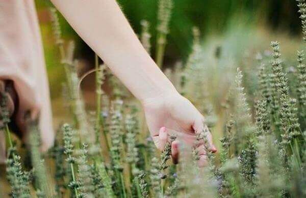 Main-caressant-le-ble-solitude