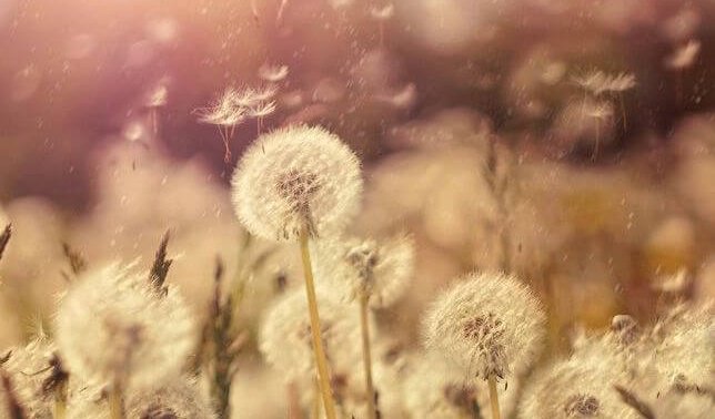 Pissenlit-460500054655