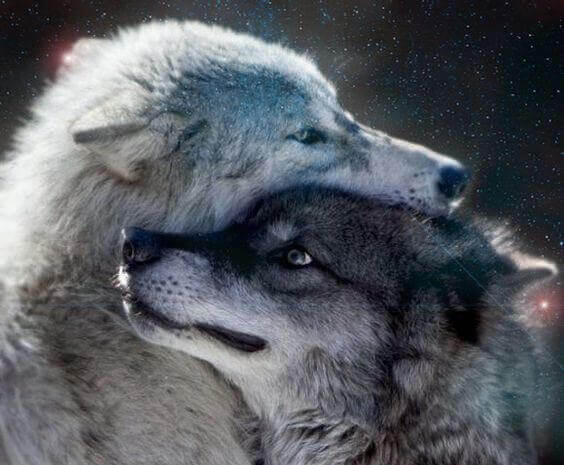 lobos-grises