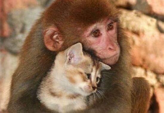 Amour-chat-et-singe