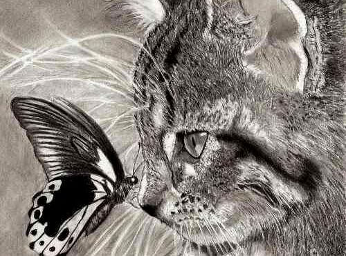 Amour-chat-papillon