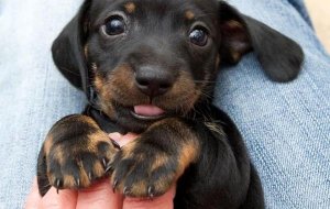 Tant que l'on n'a pas aimé un animal, notre âme est endormie