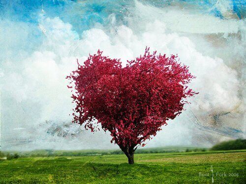 Arbre-rose-en-forme-de-coeur