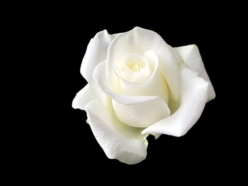 Sophie Scholl, la jeune femme qui fit face à Hitler avec une rose blanche