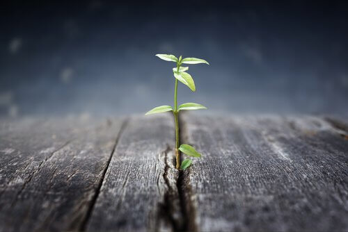 Plante-poussant-dans-le-sol