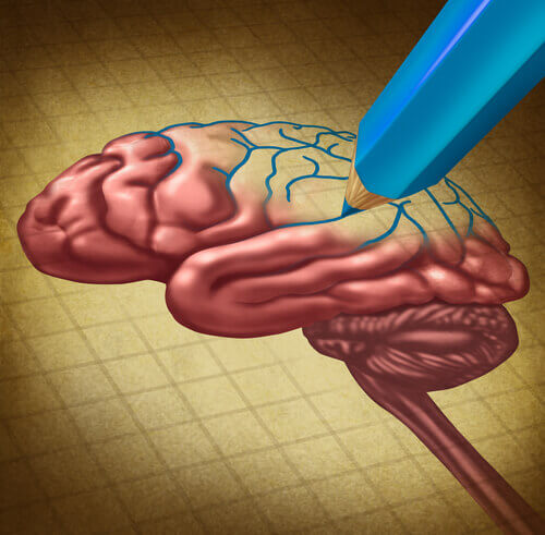 Stylo-dessinant-un-cerveau