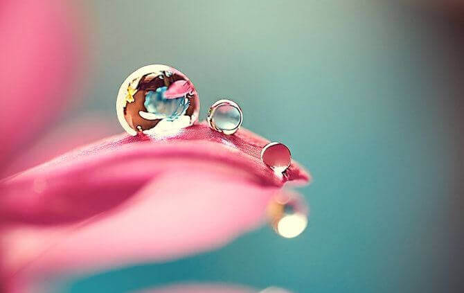 goutte-sur-une-rose