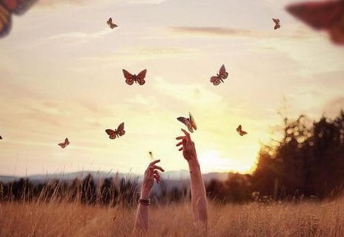 papillons-e1464042178519