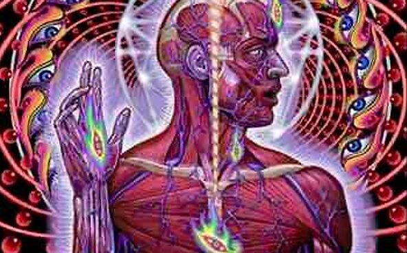 pineal-2