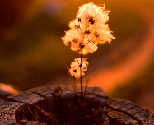 planta-en-el-interior-de-un-tronco