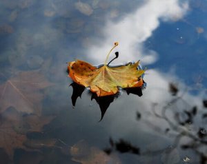 Apprenez de l'automne, laissez tomber vos peines