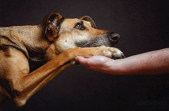 chien-et-main