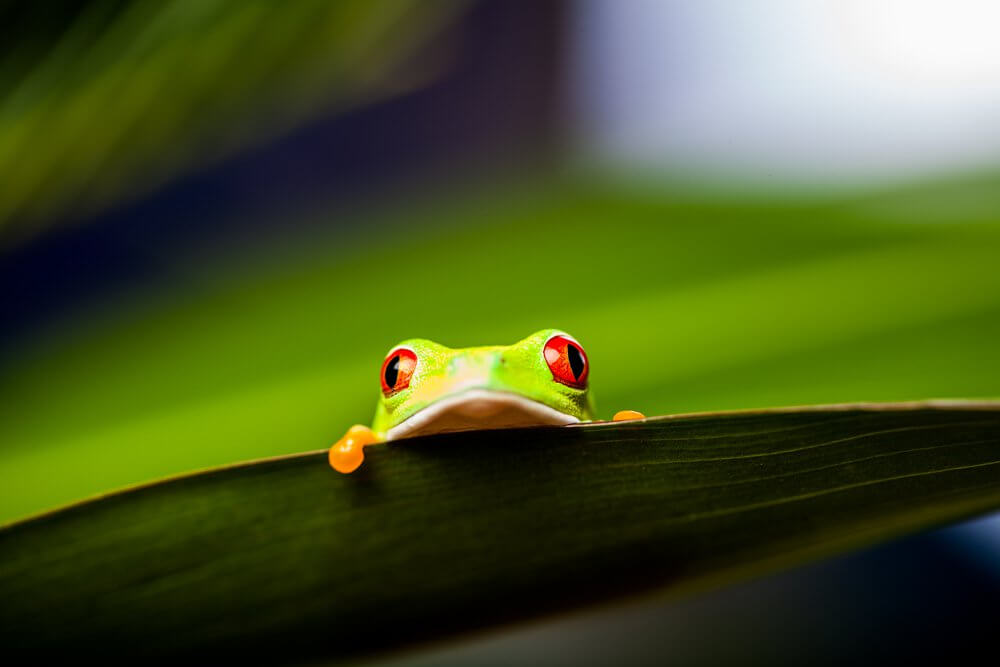 grenouille-shutterstock_167360045