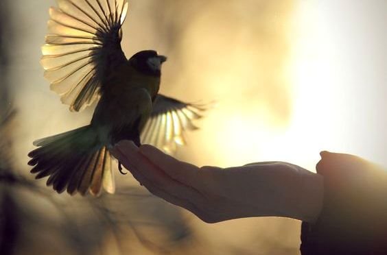 main-relachant-un-oiseau