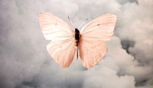 papillon