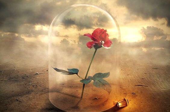 rose-sous-verre