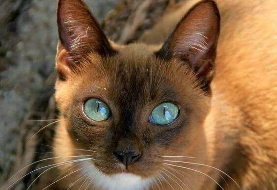 yeux-chat
