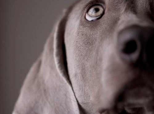 yeux-chien