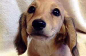 Les yeux d'un animal ont le pouvoir de parler un langage unique