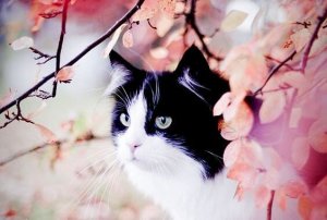 L'histoire du chat tacheté et de l'hirondelle Sinhá