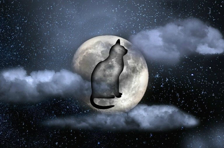gato-noche-768x508