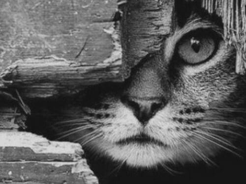 gato