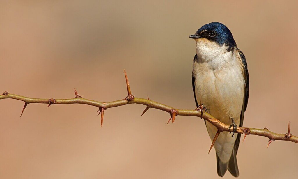 golondrina-en-una-rama