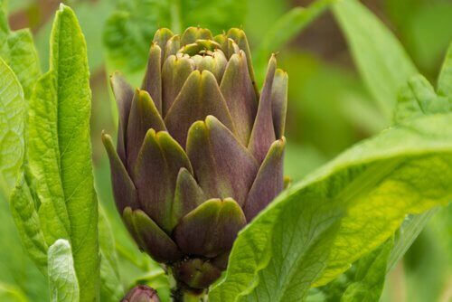 artichaut
