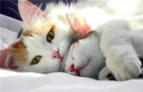chats