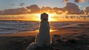 Le deuil d'un animal : quand votre meilleur ami part