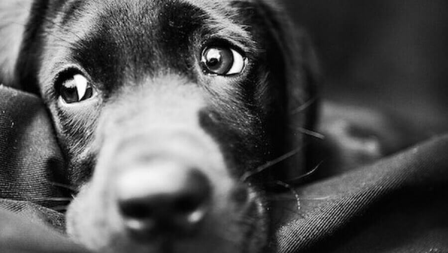 chien-triste