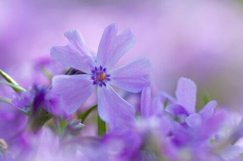 fleur-violette