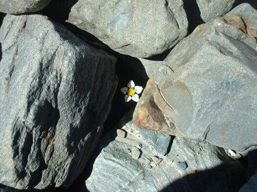marguerite-pierres