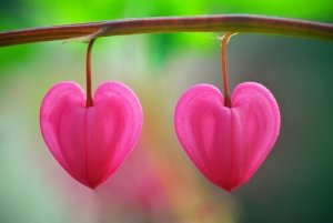 Fleurs dans le désert, un conte qui vous aidera à reconnaître l'amour