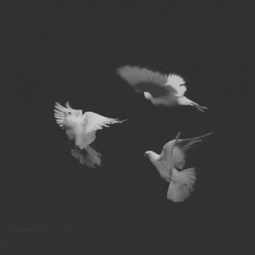 oiseaux-gif