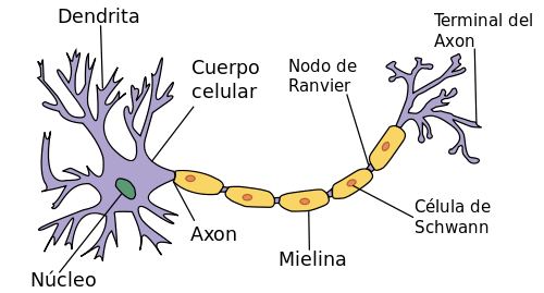 neurona