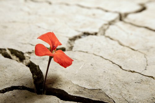 Résilience : l'adversité nous rend plus fort-e-s