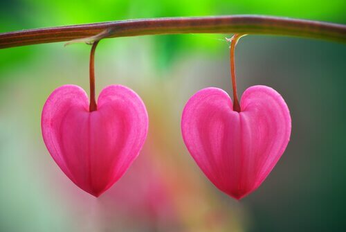 petales-forme-de-coeur