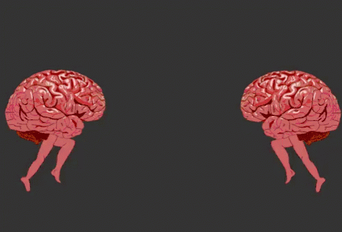 cerebros