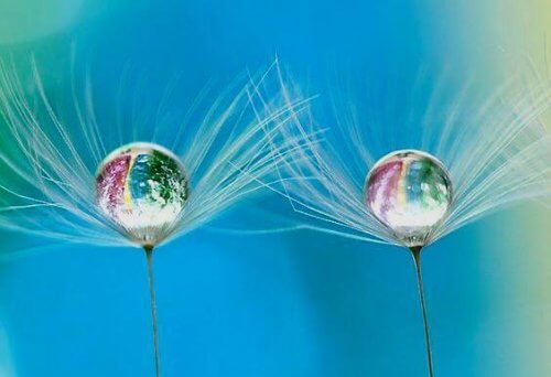 dientes-de-leon-con-gotas-salud